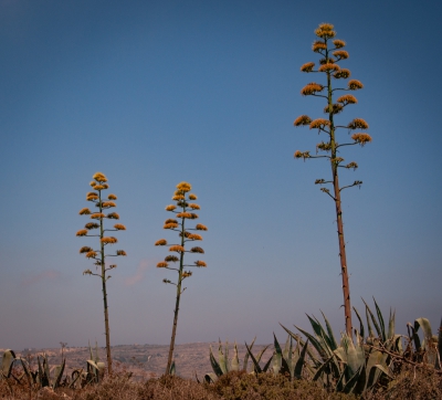 Blooming Agave Plant, Malta